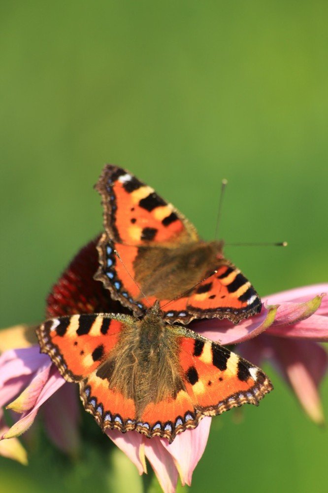 Photograph by Алина Зайцева
