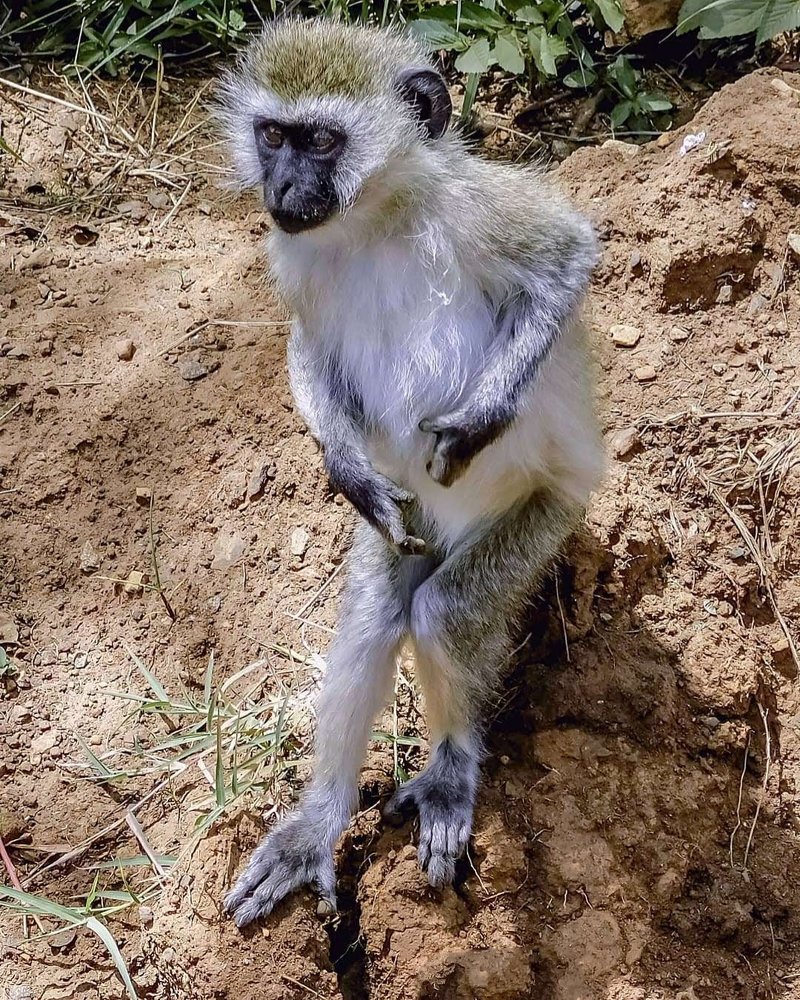 Hitesh kalyan kerai wildlife photography