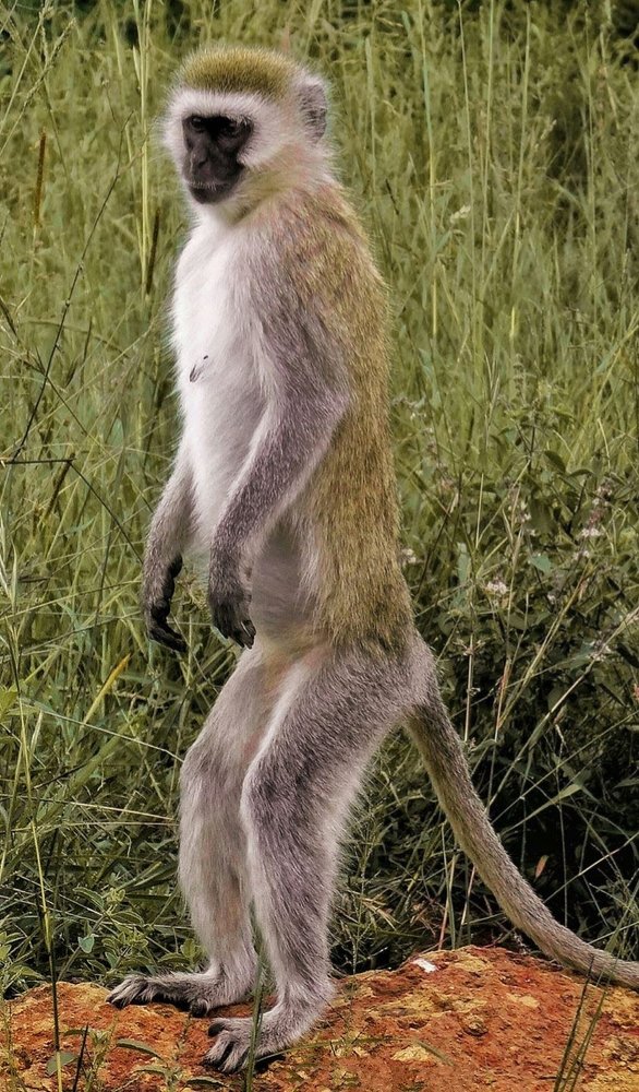 Hitesh kalyan kerai wildlife photography