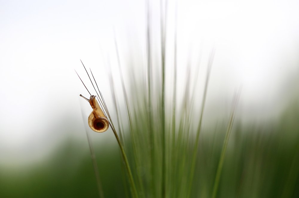 Покоритель вершин.