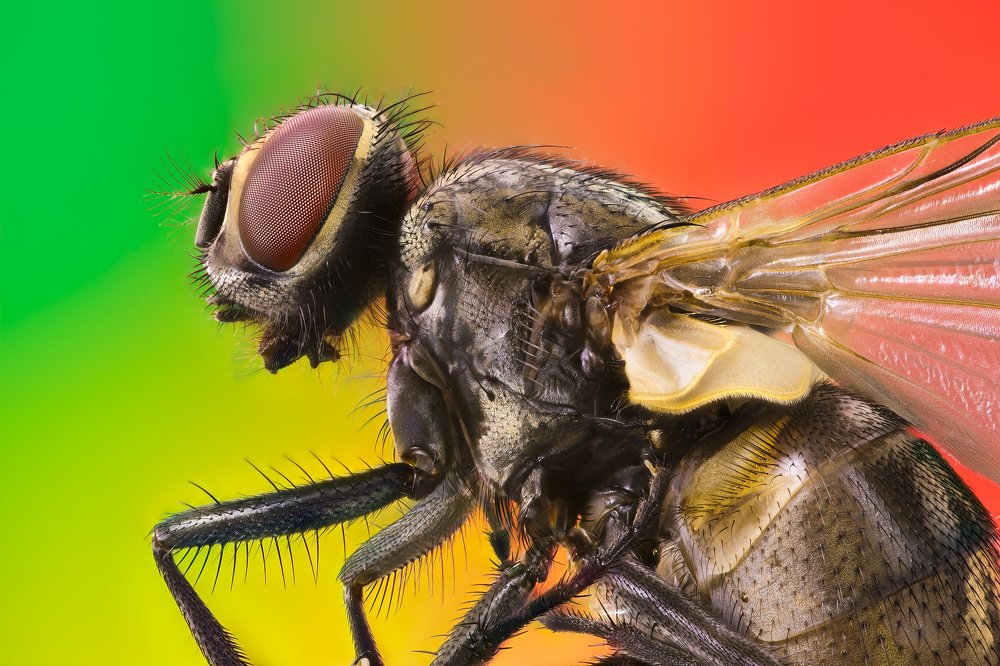 Portrait of Fly