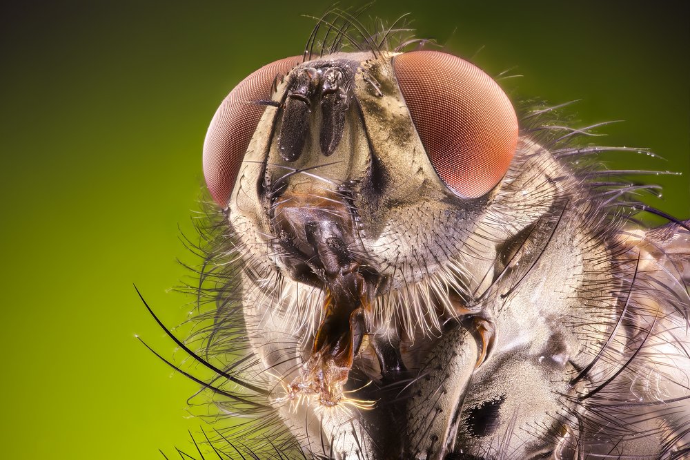 Portrait of Fly