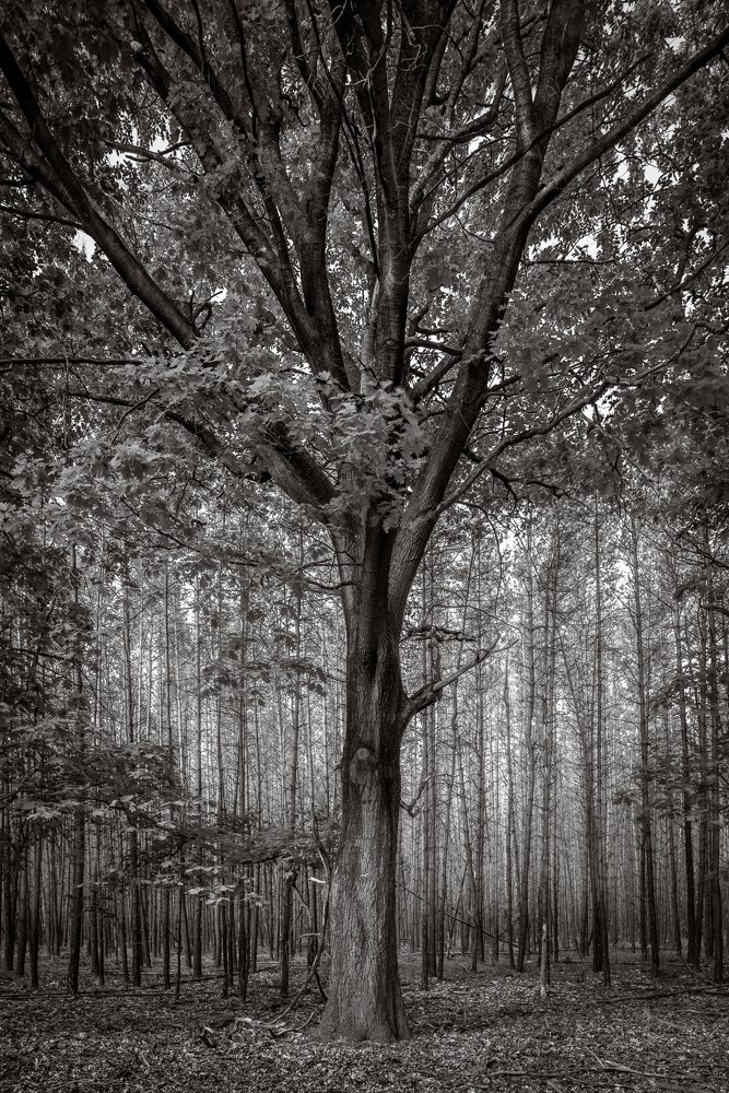 Photograph by Stefaan Hoste