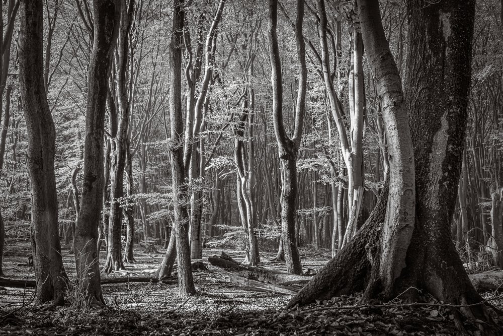 Photograph by Stefaan Hoste