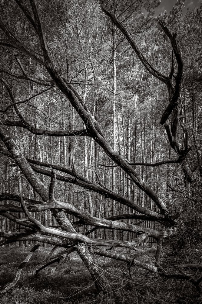 Photograph by Stefaan Hoste