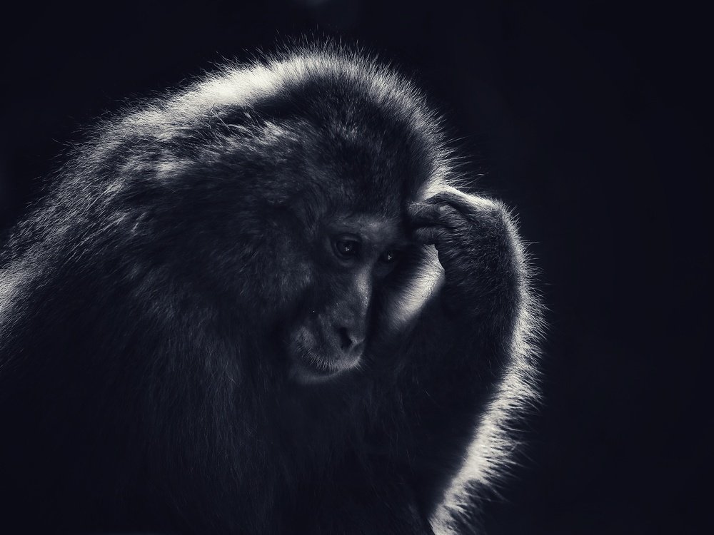 Photograph by Carlos Asensio Pizarro