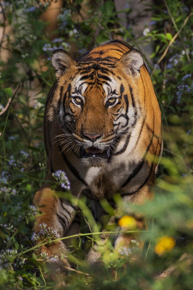 Photograph by Kannan Rajan Nair