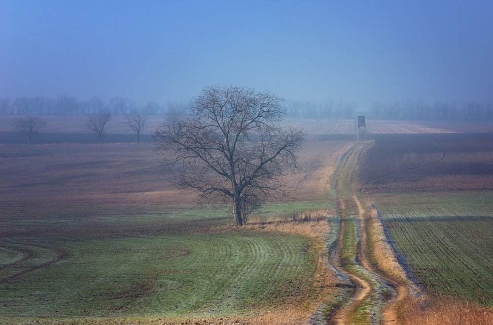 Одно туманное утро...