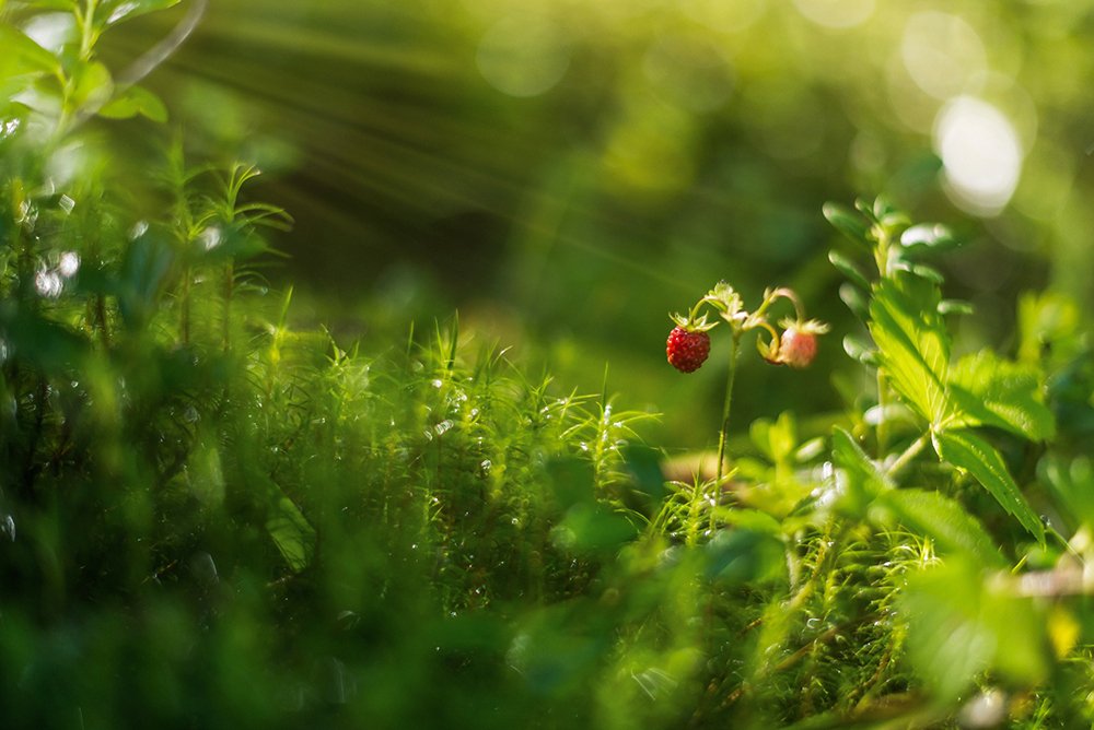 Photograph by Панагушин Сергей