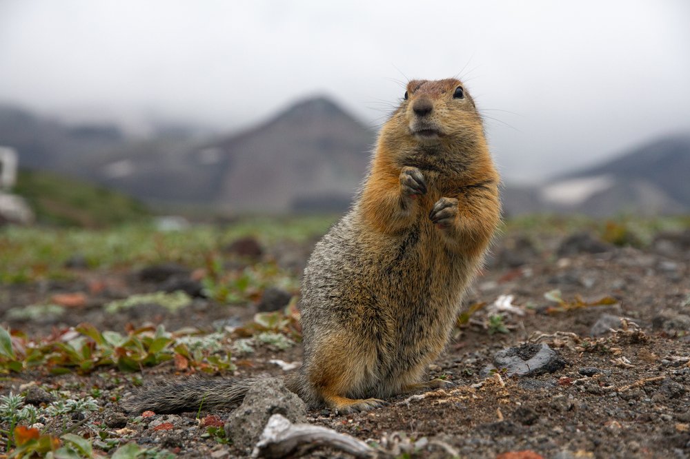 Photograph by Слащилина Нина