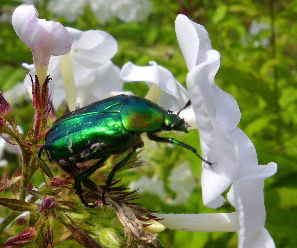 Photograph by Алина Доронина
