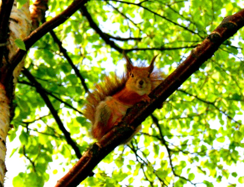 Photograph by Алина Доронина