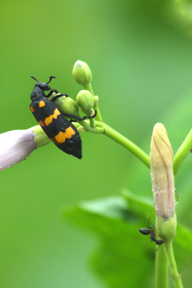 Photograph by Sayan Banerjee