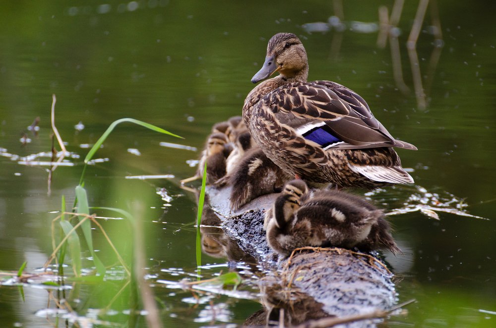Photograph by Надежда Кольцова