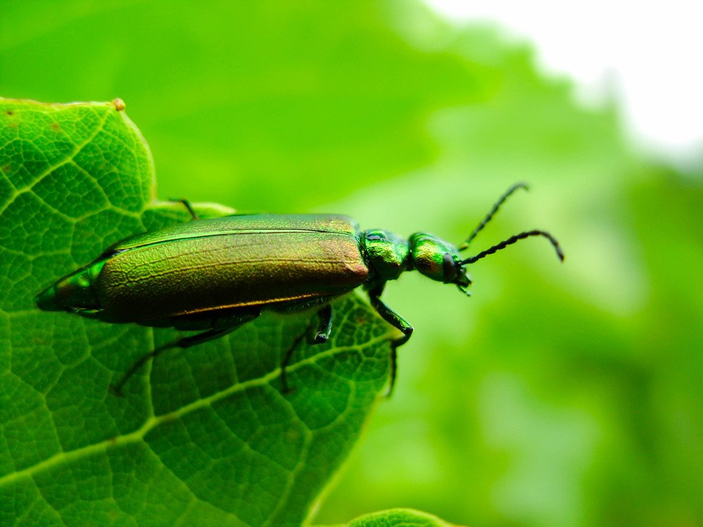 Photograph by Olexandr Kazinskiy