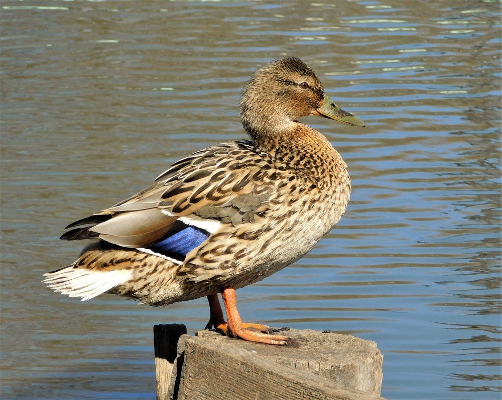 Photograph by Анастасия Рысь