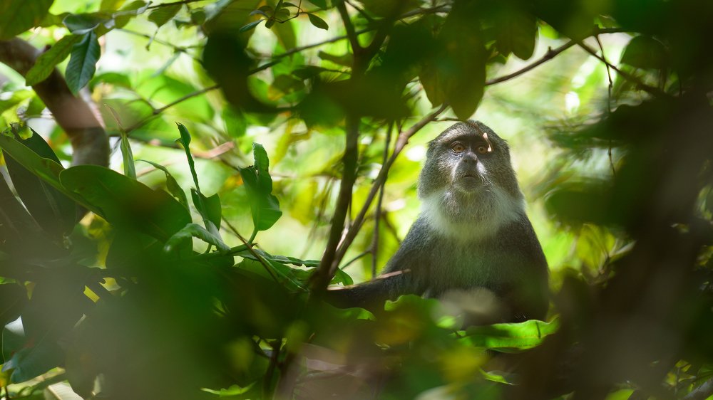 Blue or Diademed Monkey (Cercopithecus mitts)