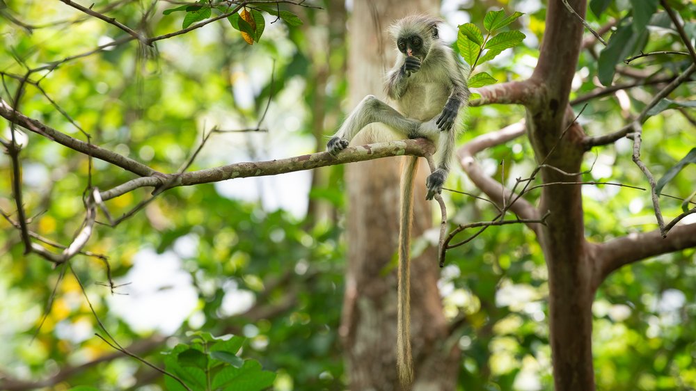 Колобус Кирка (лат. Piliocolobus kirkii)