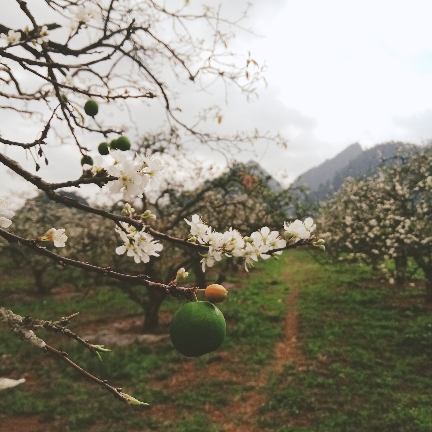 Spring days