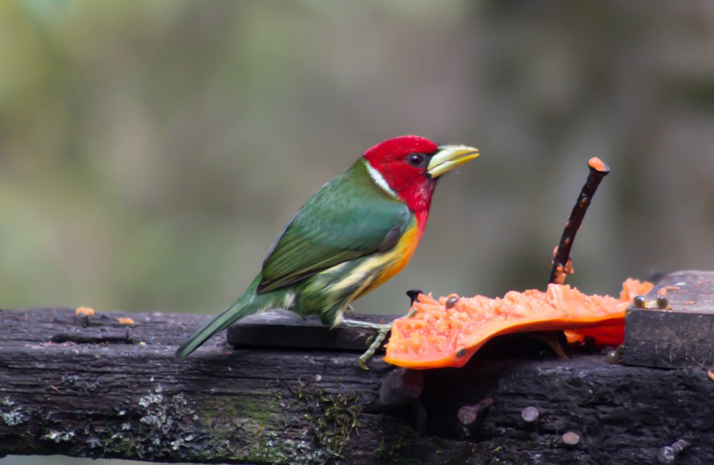 Photograph by Abel Alberto Ruiz Domínguez