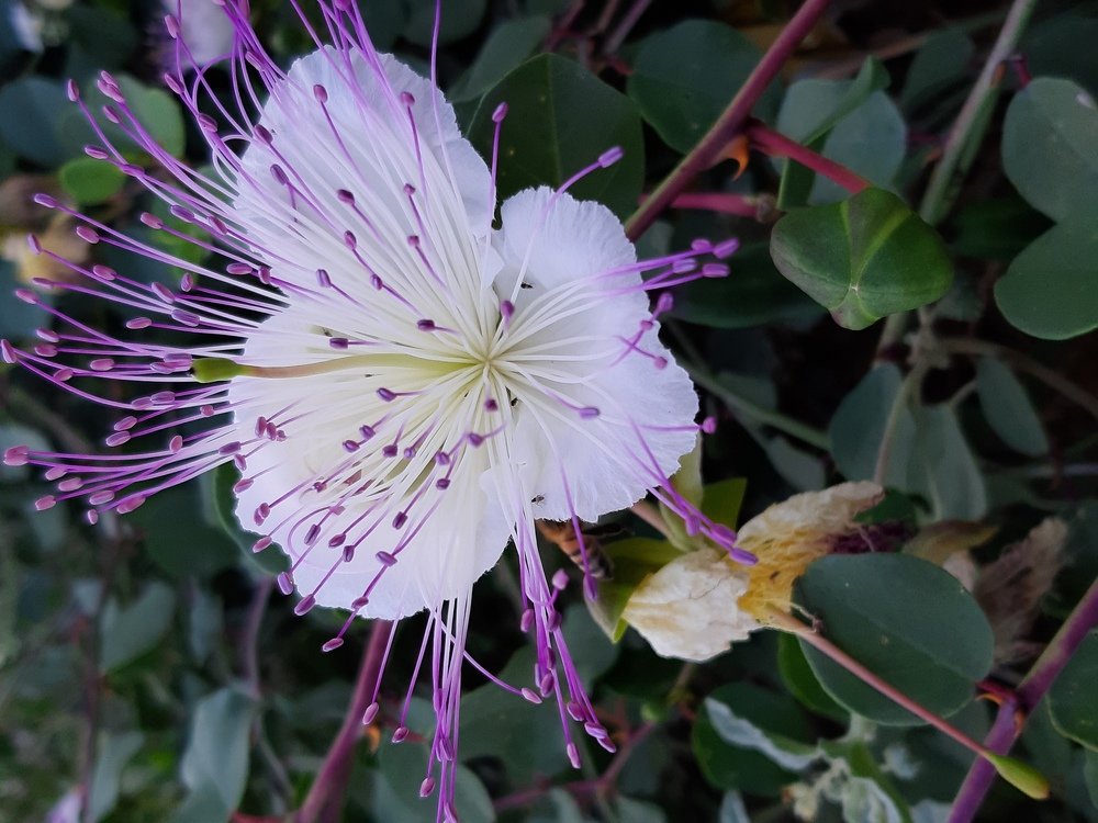Long lashes flower:)