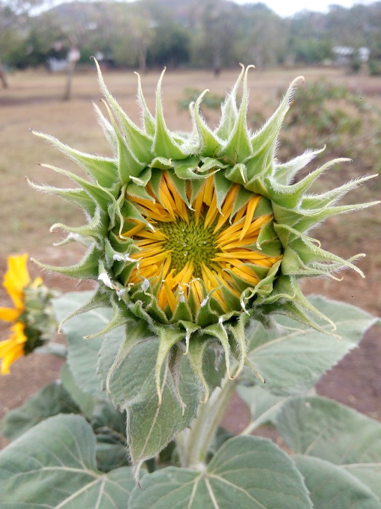Sunflower