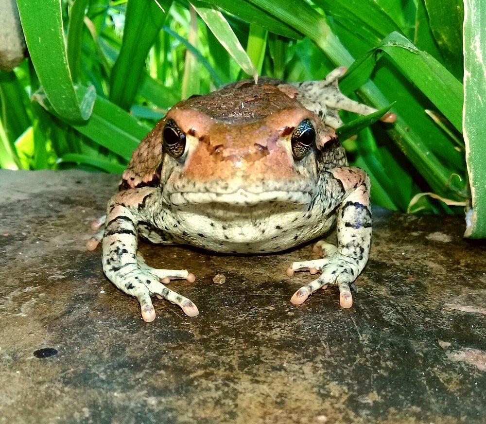 Amphibian