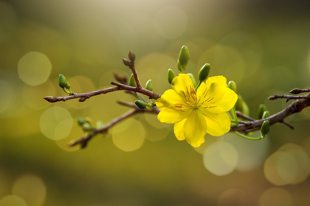 Фотография автора Thien Vu Vu