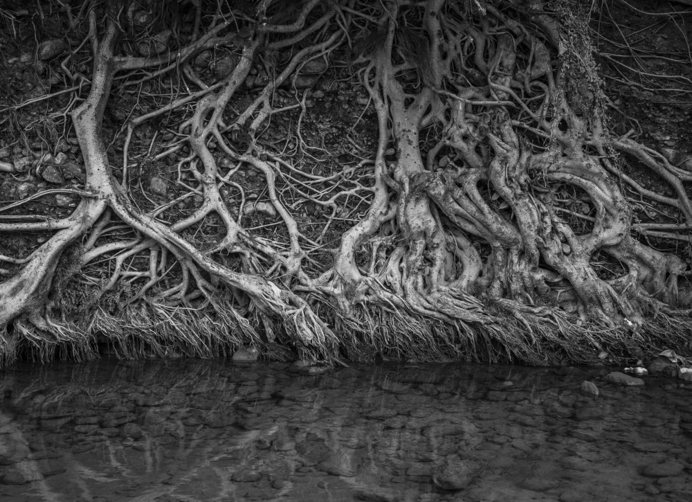 A beautiful tree root texture