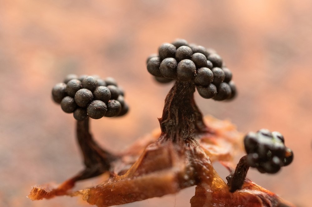 Дубы-колдуны