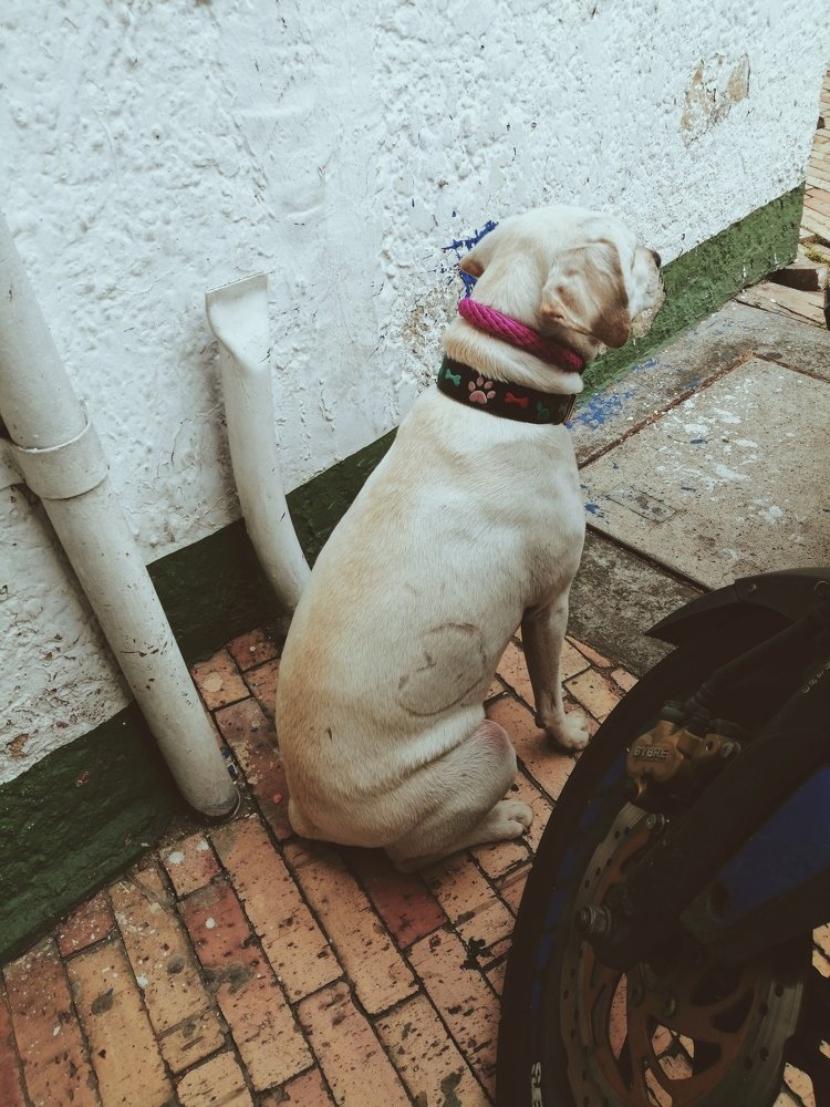 Photo #4210172