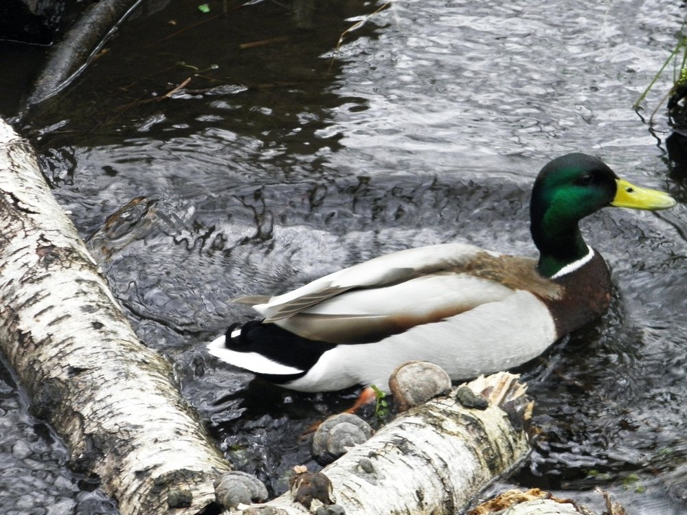 Photograph by Елена Коробкина