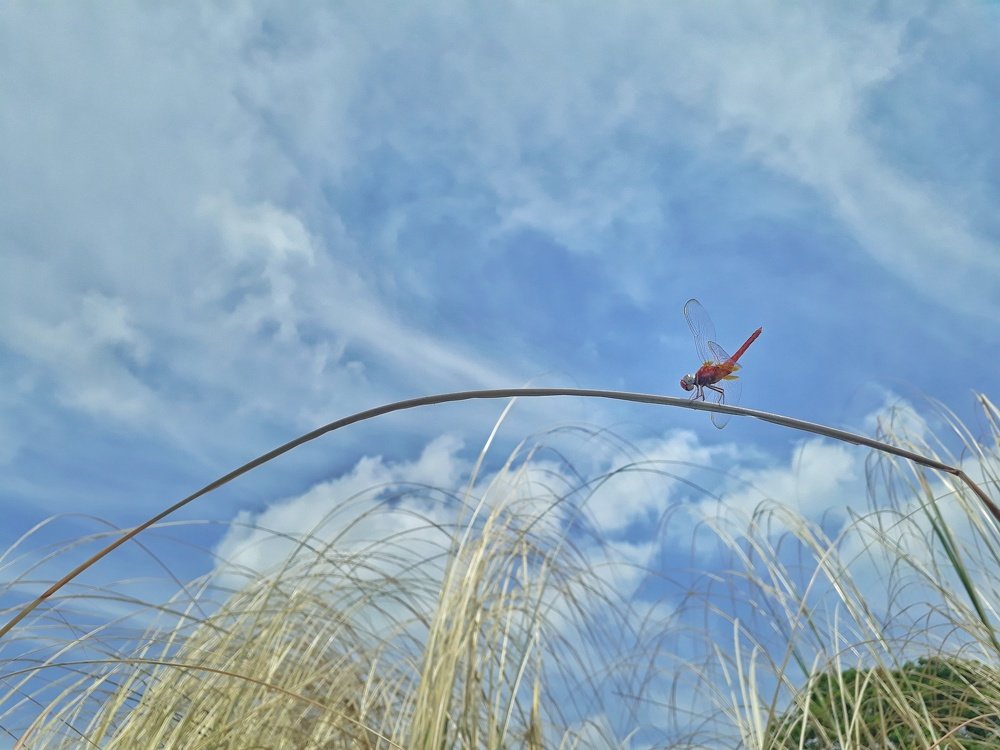 Under the blue sky