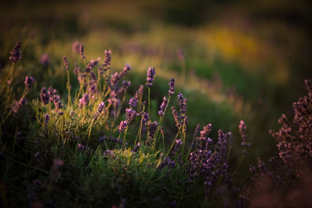 Lavender leftovers