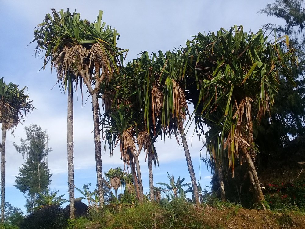Photo #4210375