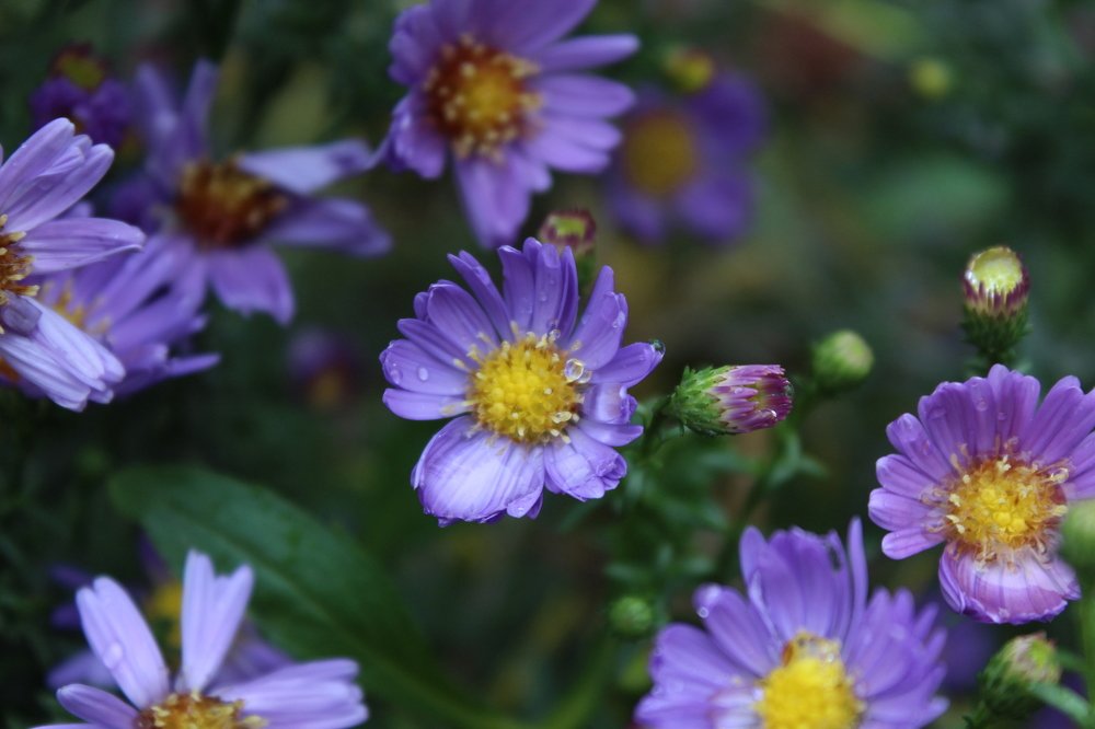 Photograph by Анастасия Рысь