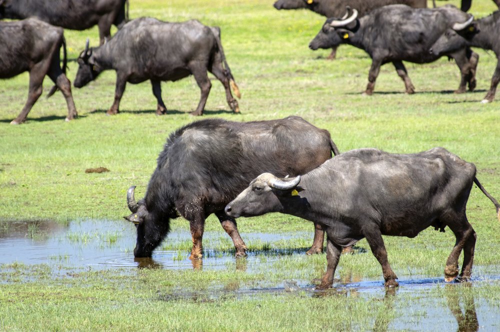 Water buffalo Kerkini