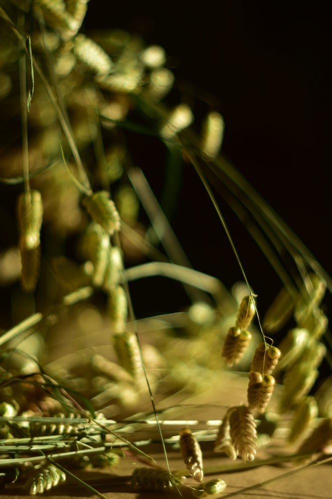 Кукушкины слёзки