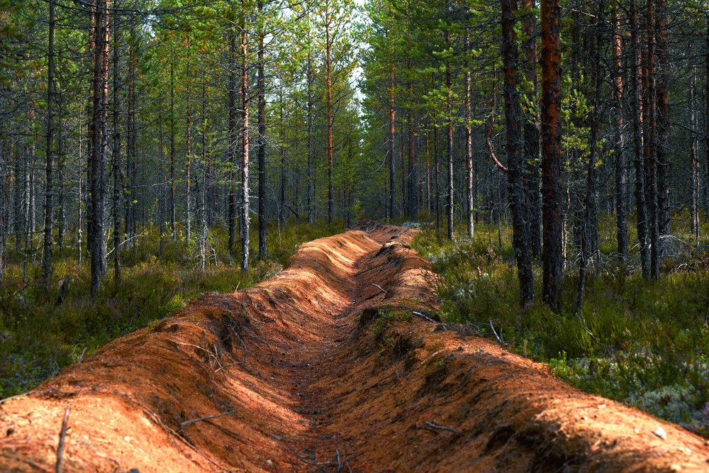 Photograph by Николаева Светлана