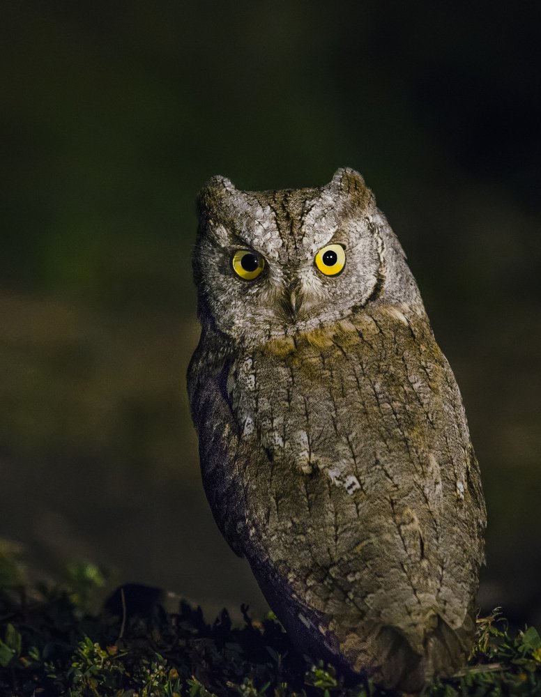 ночной охотник