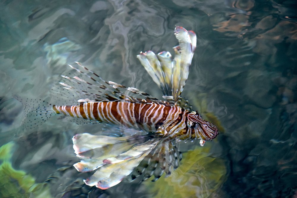 Морской петух