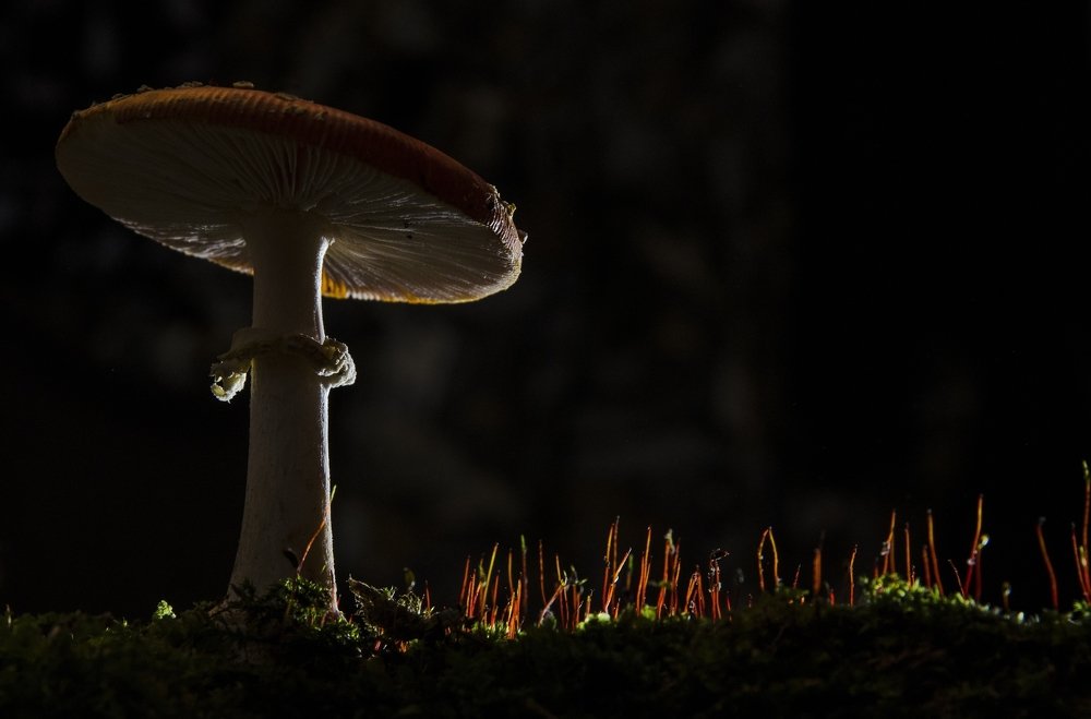 Photograph by Василий Либко