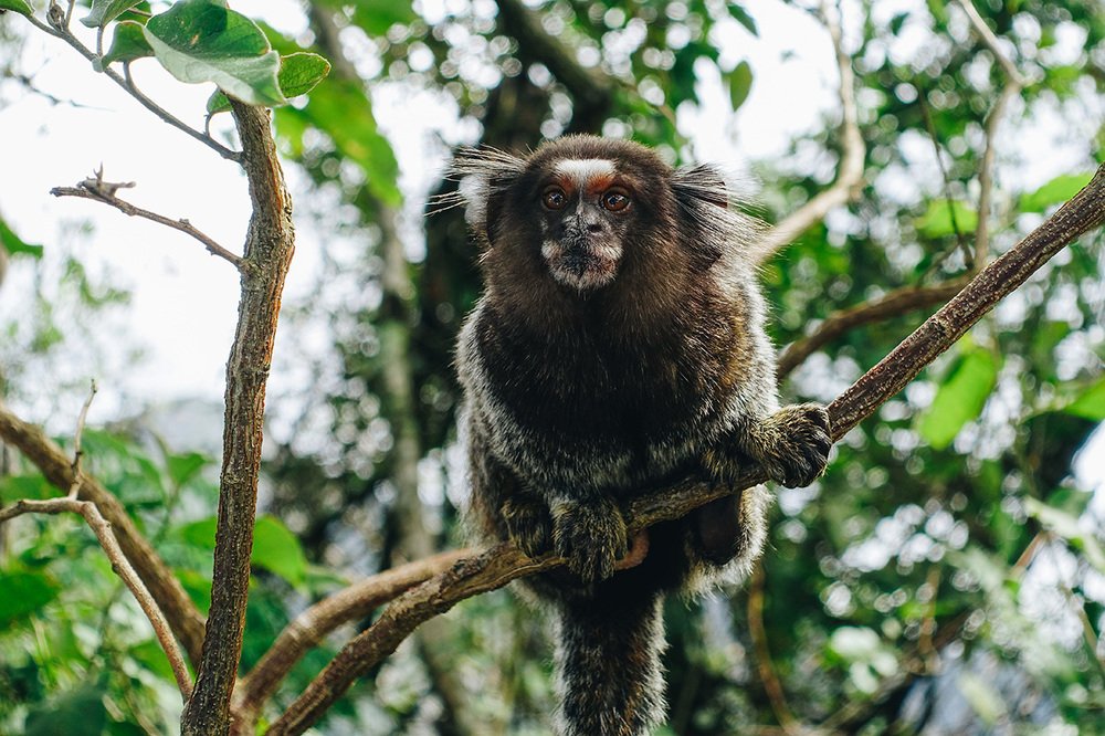 Черноухая игрунка