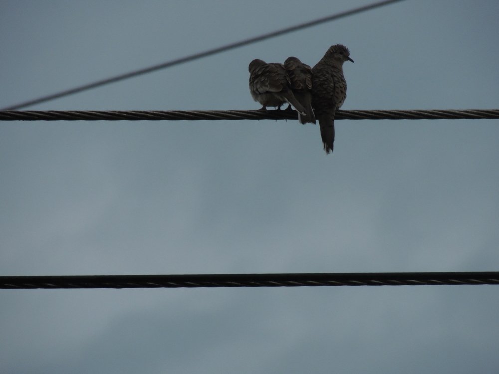 Three little birds