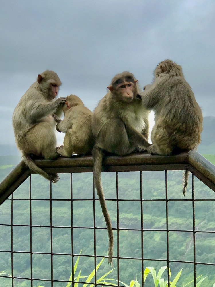 Photograph by VIPUL BAGGA