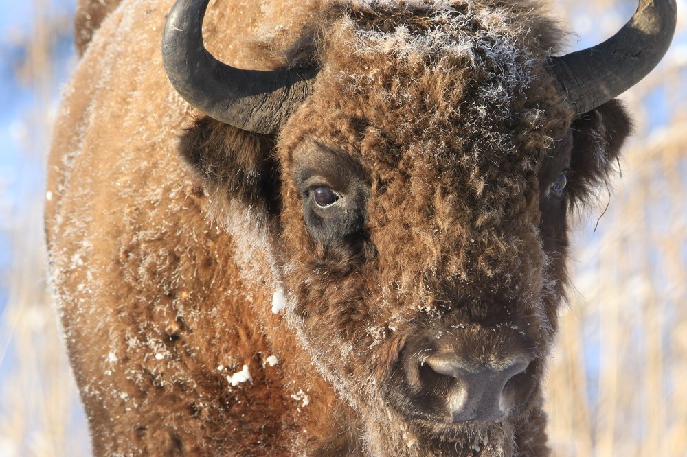 Портрет Алтайского зубра