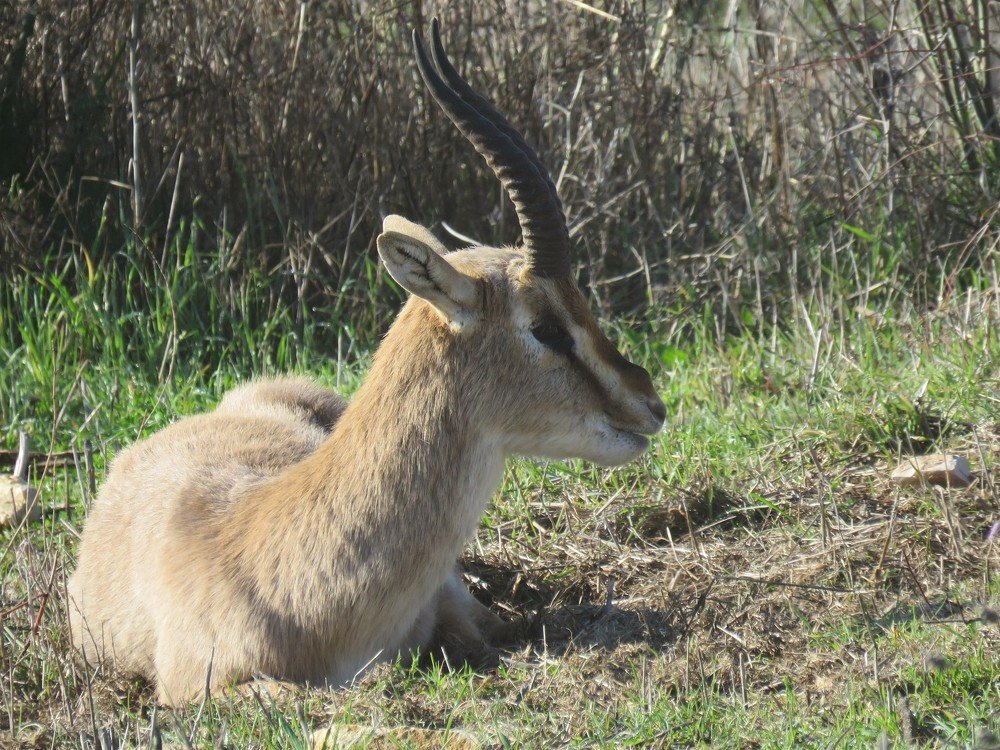 Красавчик