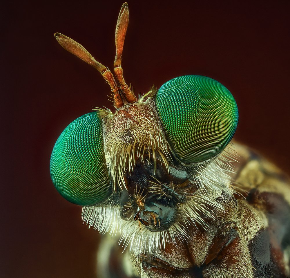 Robberfly