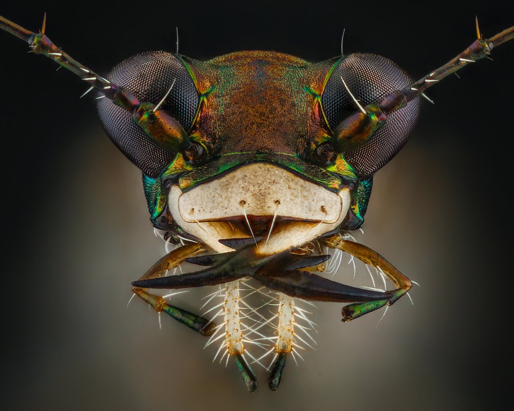 tiger beetle