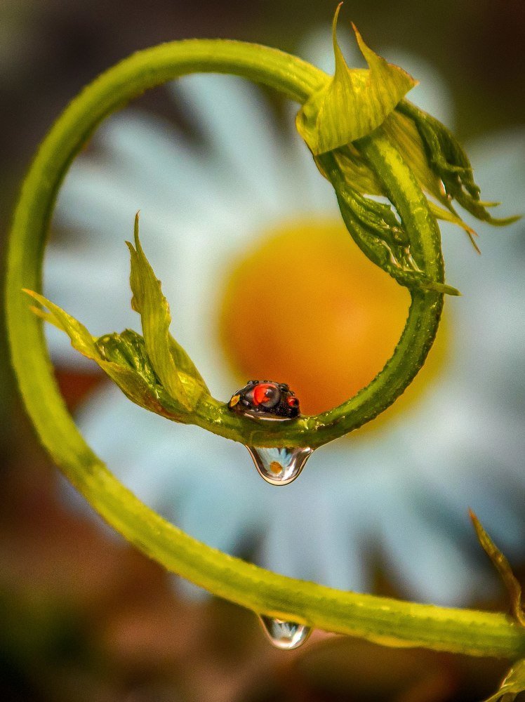 Photograph by Милородова Наталья